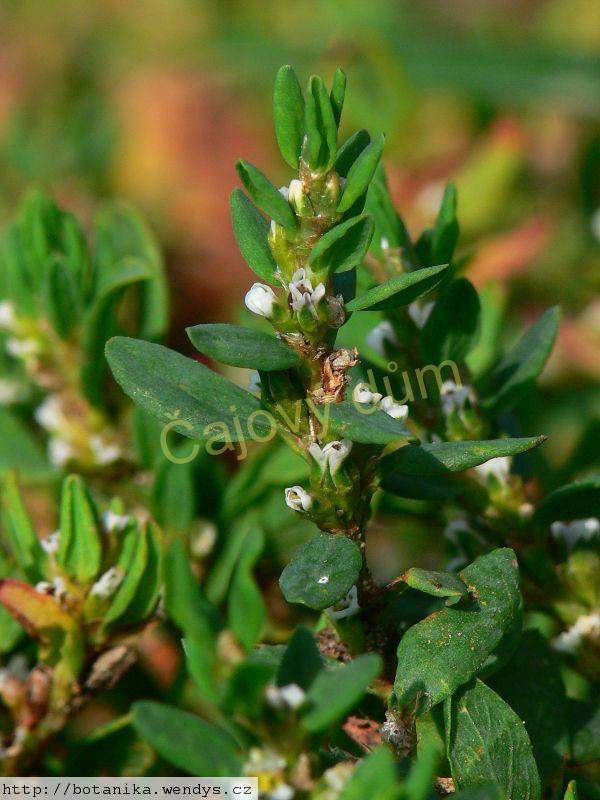 Truskavec nať řezaná